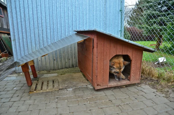 Köpek ve köpek kulübesi — Stok fotoğraf