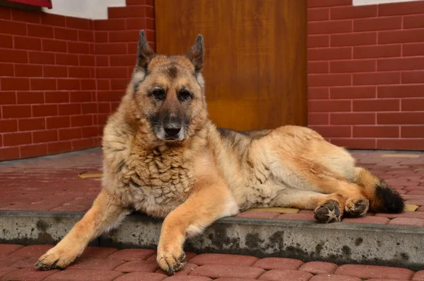 Cão e casota — Fotografia de Stock