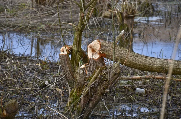 Bäume durch Biber beschädigt — Stockfoto