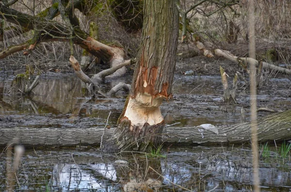 Árvores danificadas por castores — Fotografia de Stock