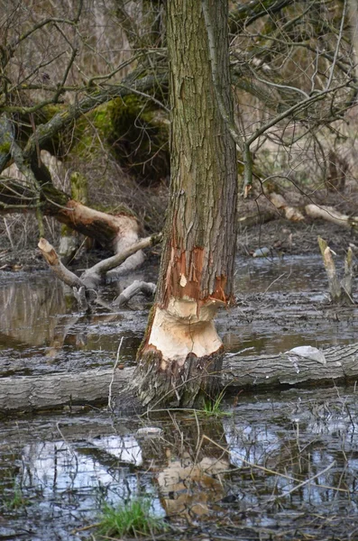 Beschadigd door bevers bomen — Stockfoto