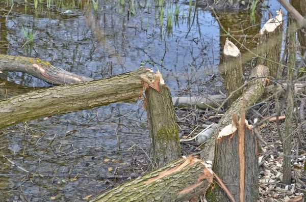 Bäume durch Biber beschädigt — Stockfoto