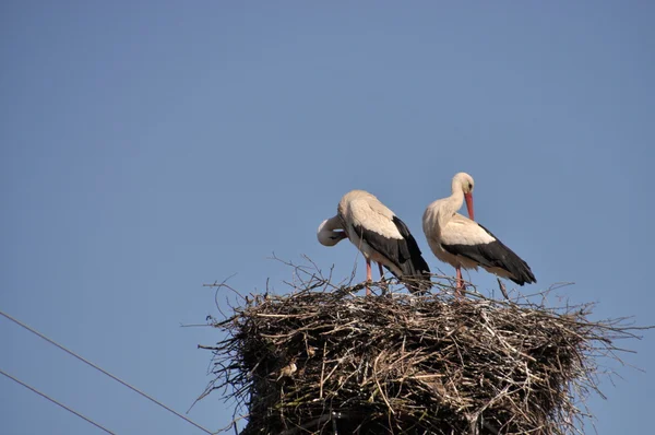 Storks — Stock fotografie