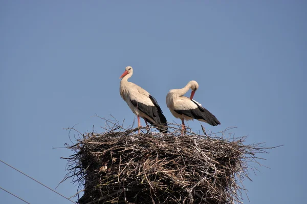 Storks — Stock Photo, Image