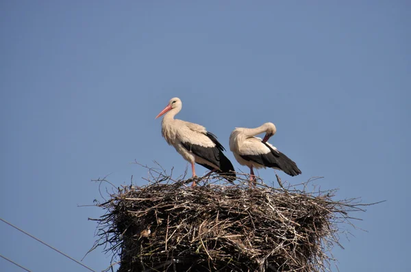 Storks — Stock fotografie