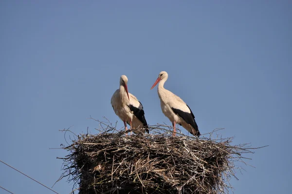 Storks — Stock Photo, Image