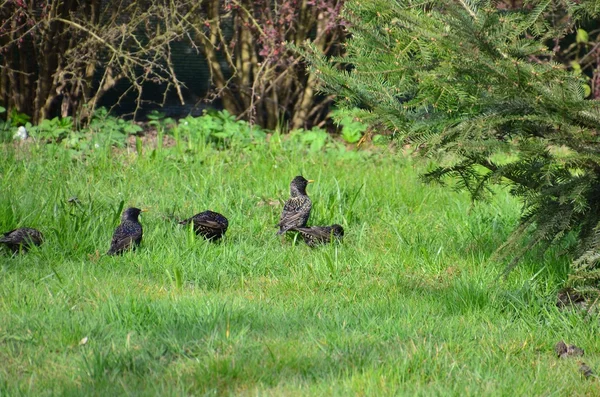 Starlings — Stock Photo, Image