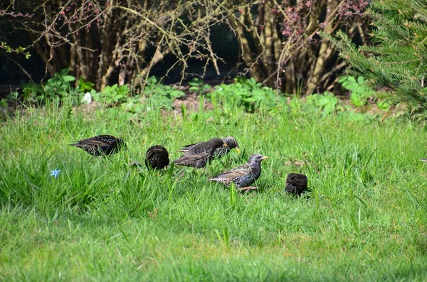 Starlings — Stock Photo, Image