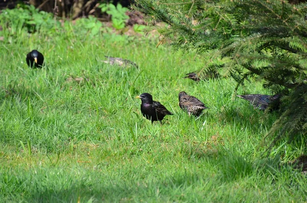 Starlings — Stock Photo, Image