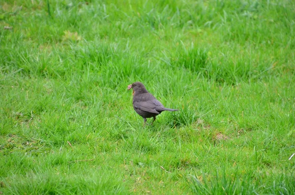 Obyčejné Blackbird — Stock fotografie