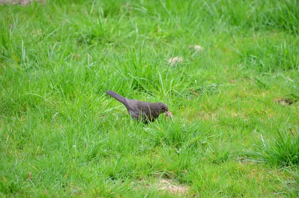 Ordinary Blackbird — Stock Photo, Image