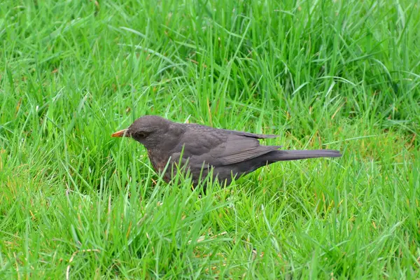 Obyčejné Blackbird — Stock fotografie