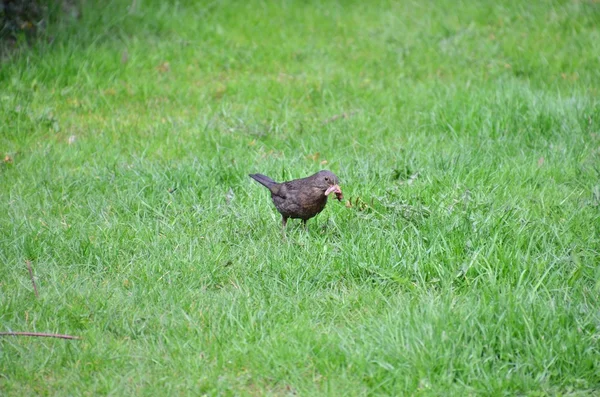 Obyčejné Blackbird — Stock fotografie