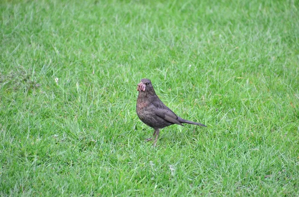 Obyčejné Blackbird — Stock fotografie