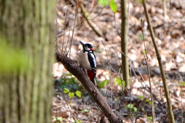 Woodpecker — Stock Photo, Image