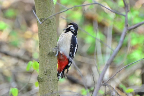 Woodpecker — Stock Photo, Image