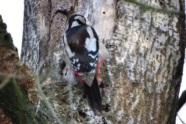 Woodpecker — Stock Photo, Image