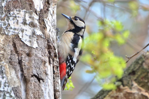 Woodpecker — Stock Photo, Image