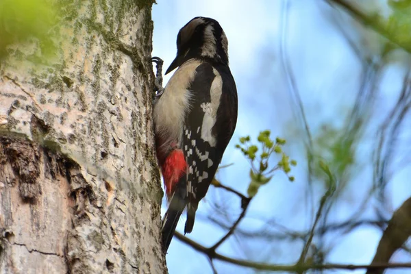 Woodpecker — Stock Photo, Image