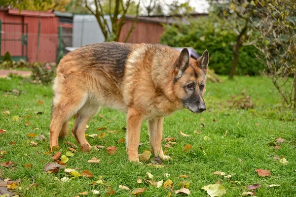 Duitse sheepherd weergave — Stockfoto