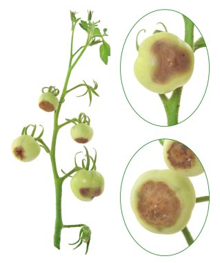 Blossom end rot of tomato - Calcium deficiency - plant disorder clipart
