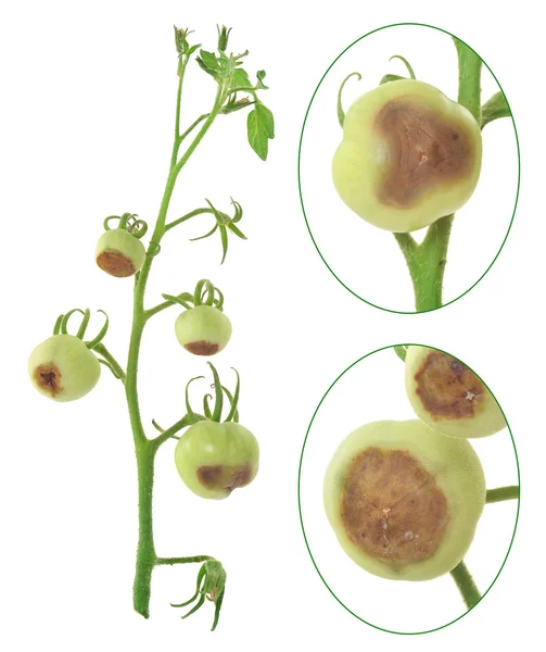 Blossom end rot of tomato - Calcium deficiency - plant disorder — Stock Photo, Image