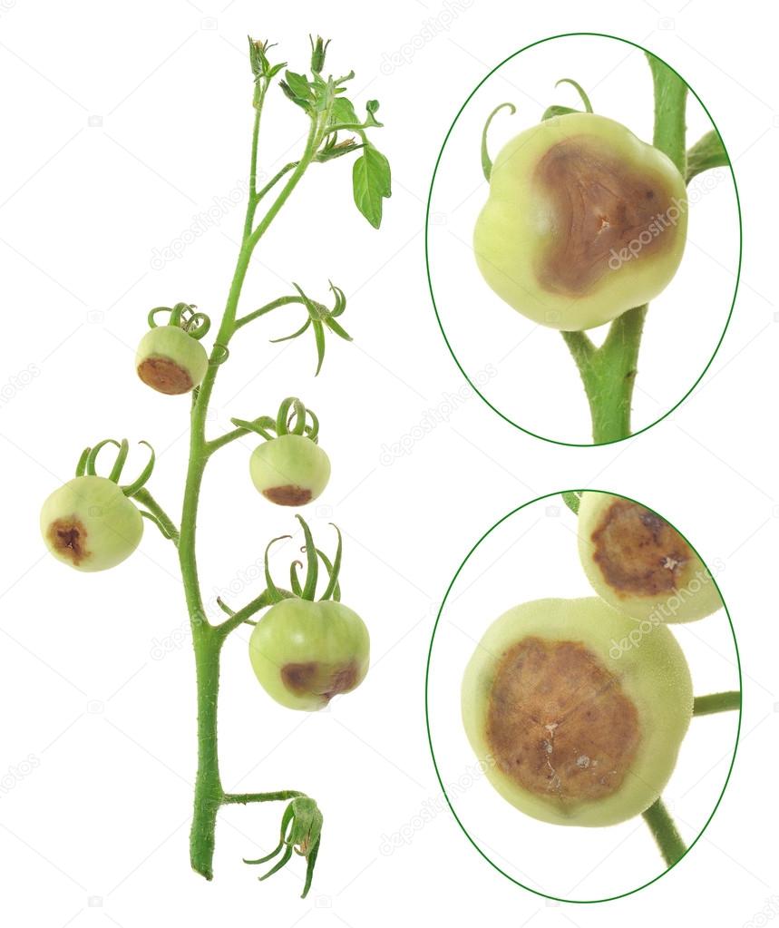 Blossom end rot of tomato - Calcium deficiency - plant disorder