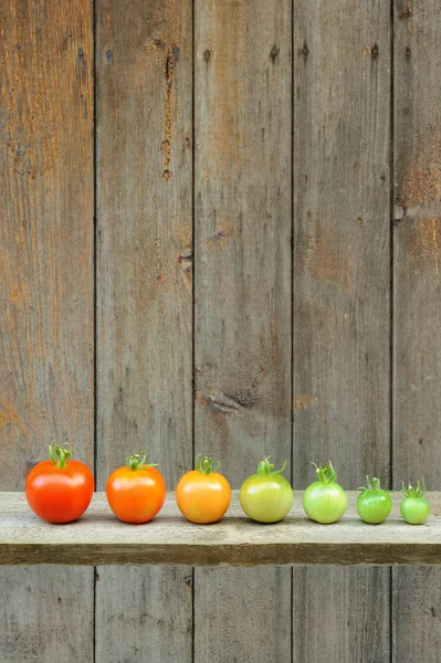 Evolution of red tomato - maturing process of the fruit - stages of development — Stock Photo, Image