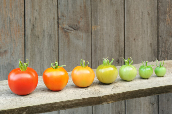 Evolution of red tomato - maturing process of the fruit - stages of development