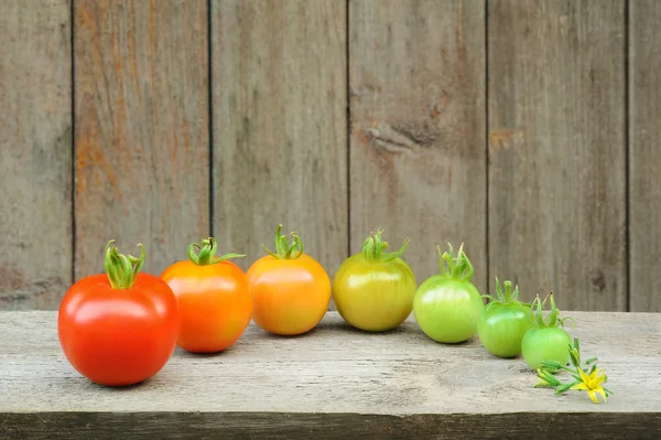 Evolução do tomate vermelho - processo de maturação do fruto - fases de desenvolvimento — Fotografia de Stock