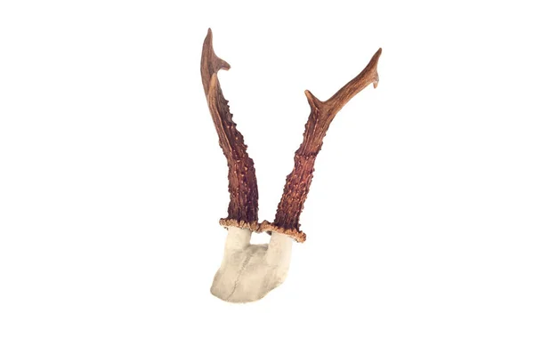 Deer Antlers Isolated White — Stock Photo, Image