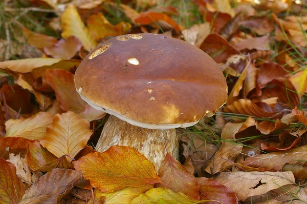 Bolet (Boletus edulis) - läckra ätlig svamp i naturen — Stockfoto