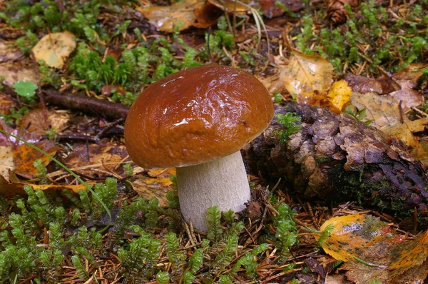 Bolet (Boletus edulis) - вкусный съедобный гриб в природе — стоковое фото
