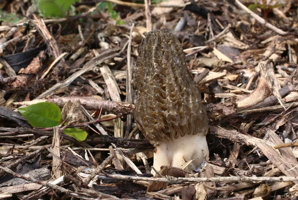 Морель. Смачні їстівні гриби. — стокове фото