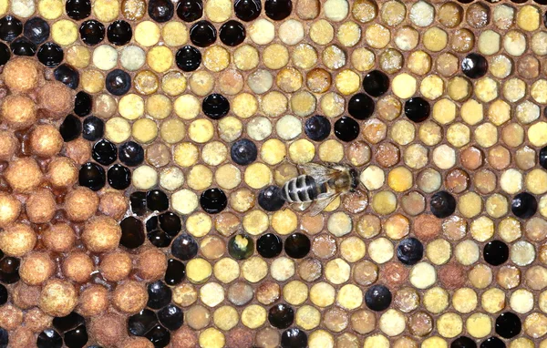 Biene mit Wabe — Stockfoto