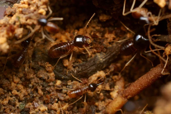 Termiter — Stockfoto