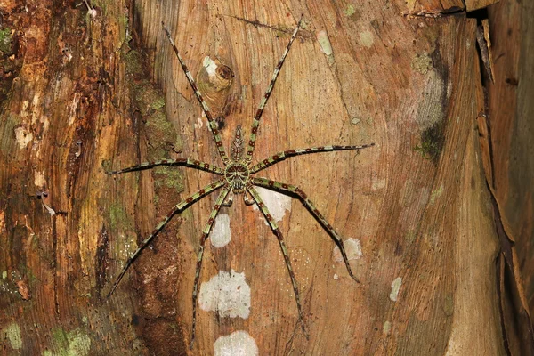 Tropikalny pająk — Zdjęcie stockowe