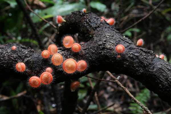 Fungo tropicale — Foto Stock