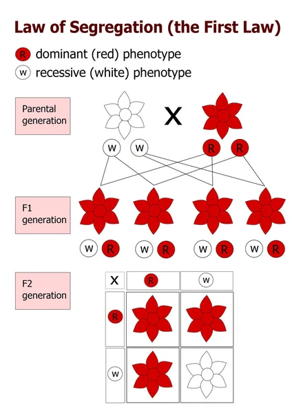 孟德尔遗传 — 图库矢量图片