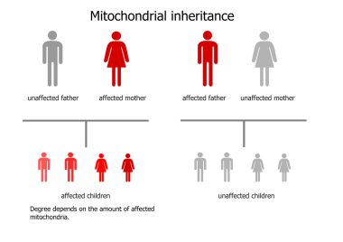 Mitochondrial inheritance - scheme clipart