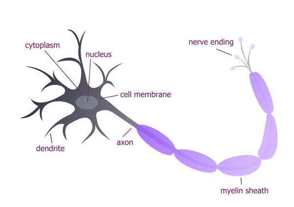 Neuron opisane ilustracja — Zdjęcie stockowe