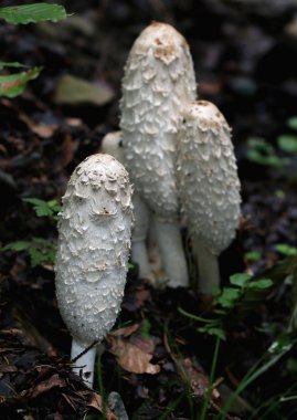 Coprinus mantar