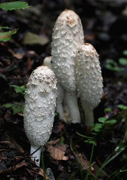 Копринский гриб — стоковое фото