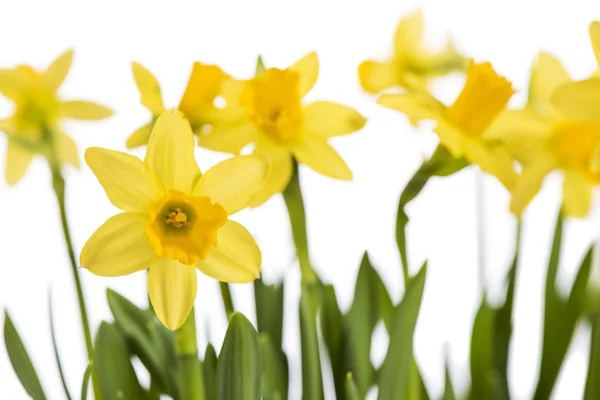 Bunch of tulips — Stock Photo, Image