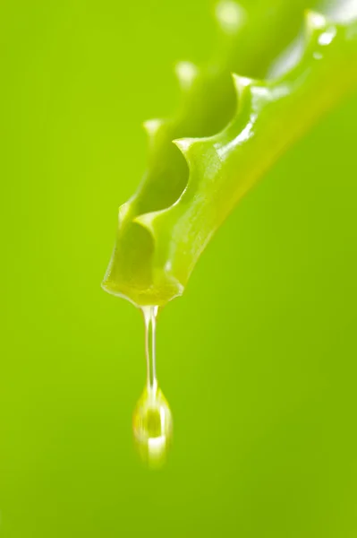 Médecine alternative avec goutte d'huile d'aloe vera — Photo