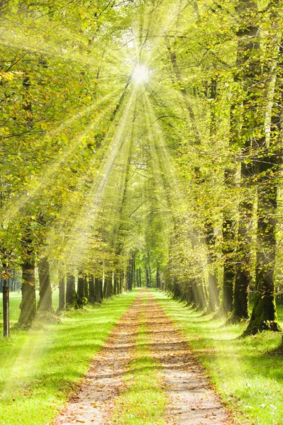 Słonecznych w aleja drzew na wiosnę — Zdjęcie stockowe