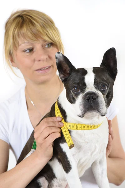 Boston Terrier hund på veterinär — Stockfoto