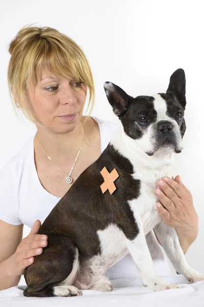 Cane Boston Terrier a veterinario — Foto Stock