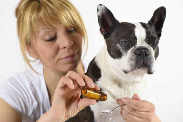 Бостон-тер'єр собака при Ветеринарний лікар — стокове фото
