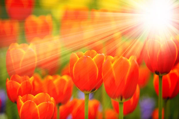 Fleurs de tulipes avec rayons du soleil — Photo
